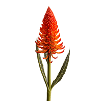 Agalaia