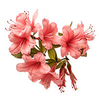 Azalea