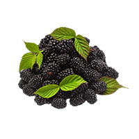 Blackberry Leaf