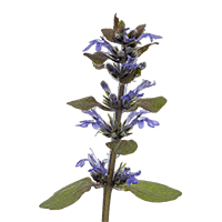 Hyssop