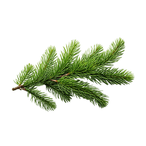Canadian Balsam