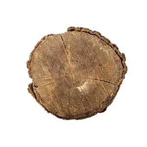 Dry Wood