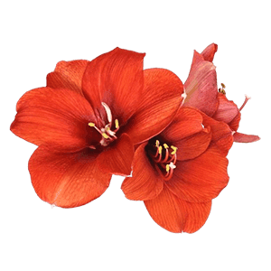 Amarillys