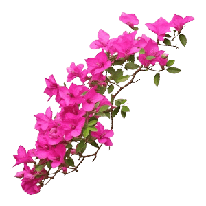 Bougainvillea