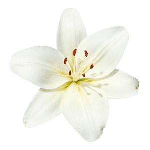 Lily