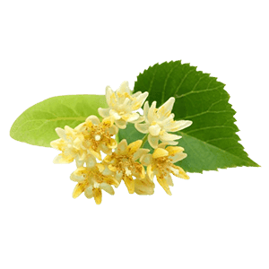 Lime (Linden) Blossom