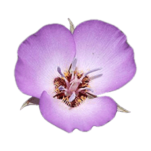 Mariposa Lily