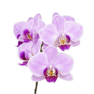 Orchid