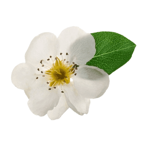Pear Blossom
