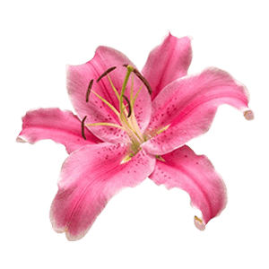 Pink Lily