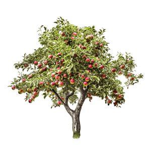 Apple Tree