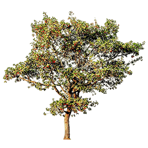 Argan tree