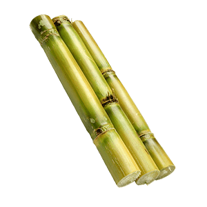 Bamboo