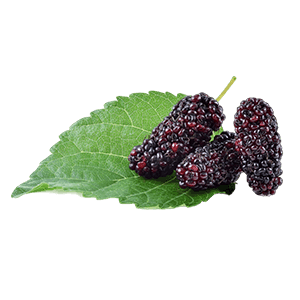 Mulberry