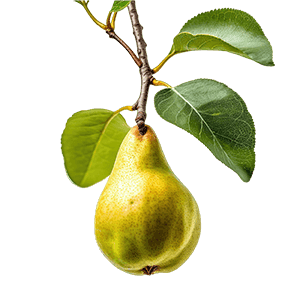 Pear Tree