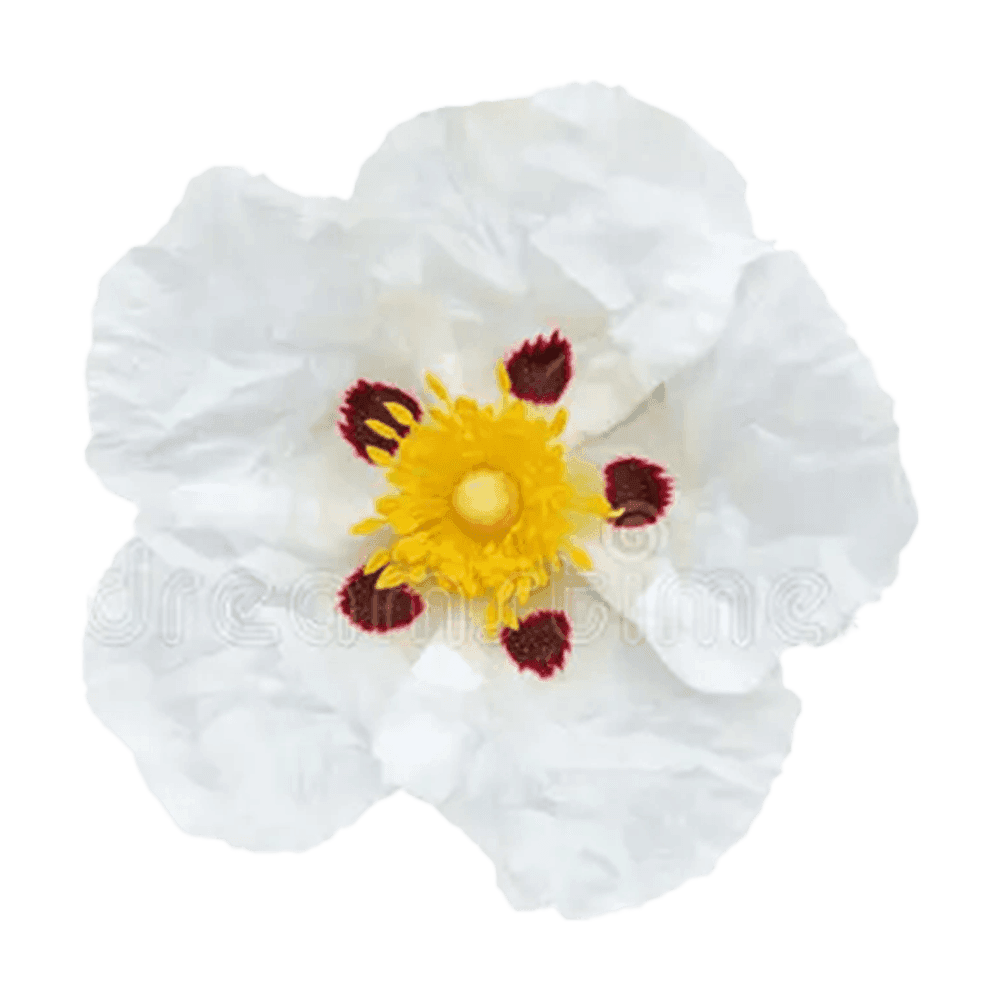 Labdanum