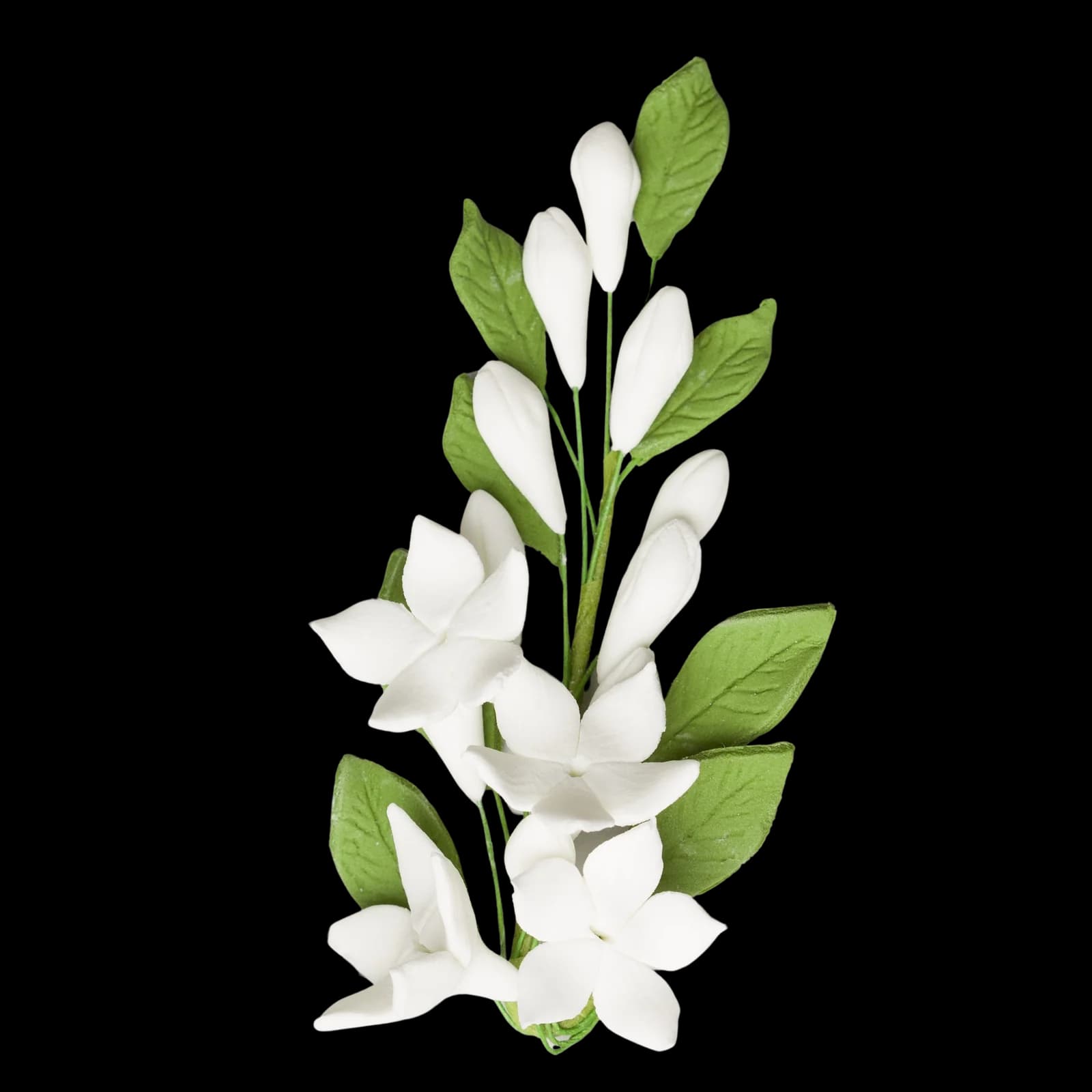 Stephanotis