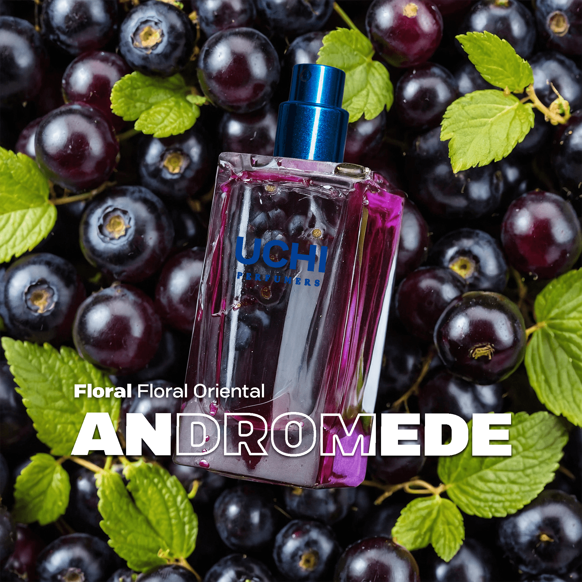 andromede