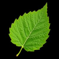 Birch Leaf