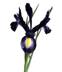 Black Iris