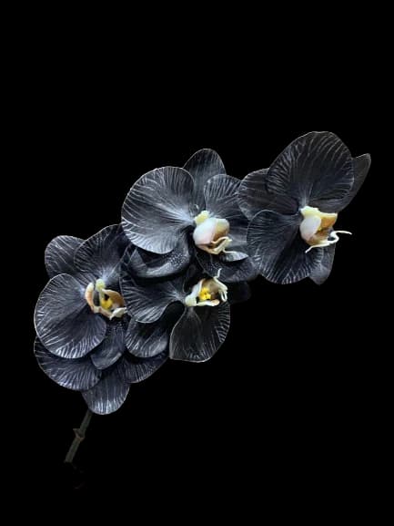 Black Orchid