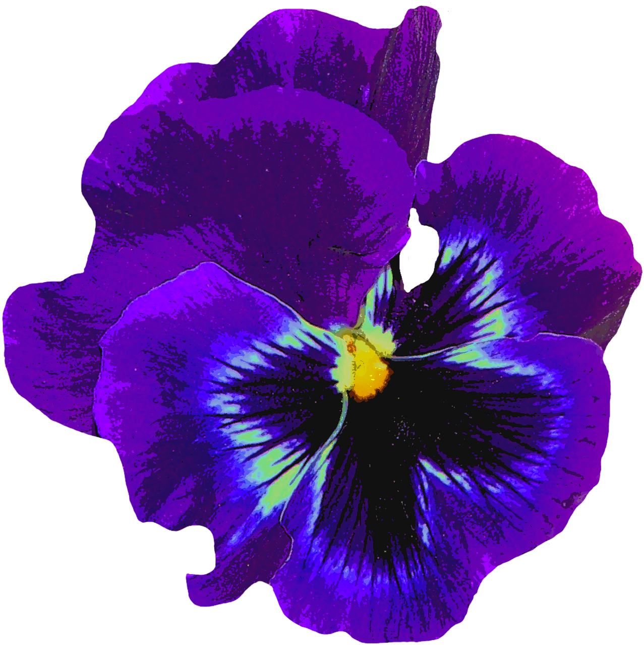 Black Violet
