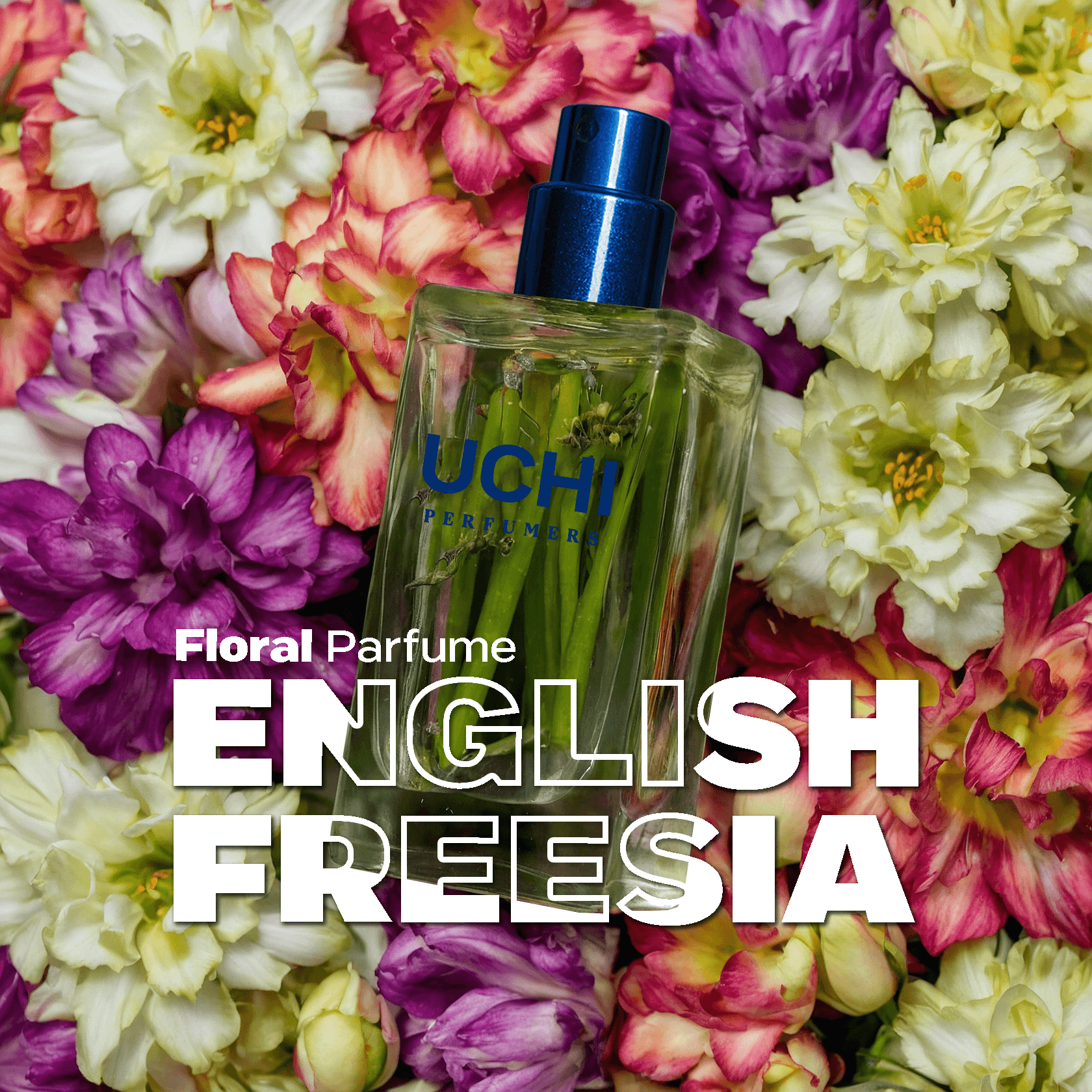 english-freesia
