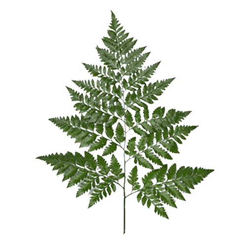 Fern