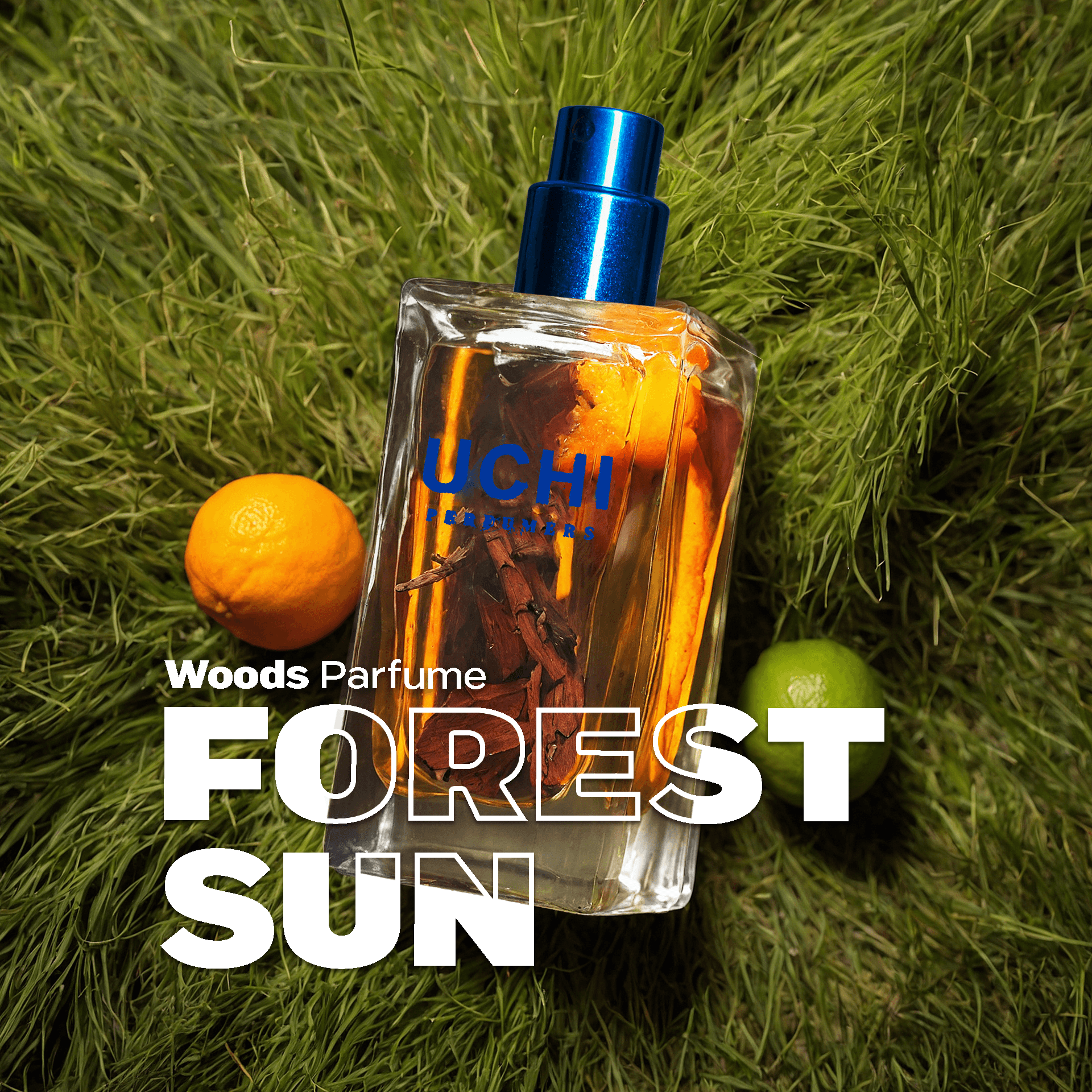 forest-sun