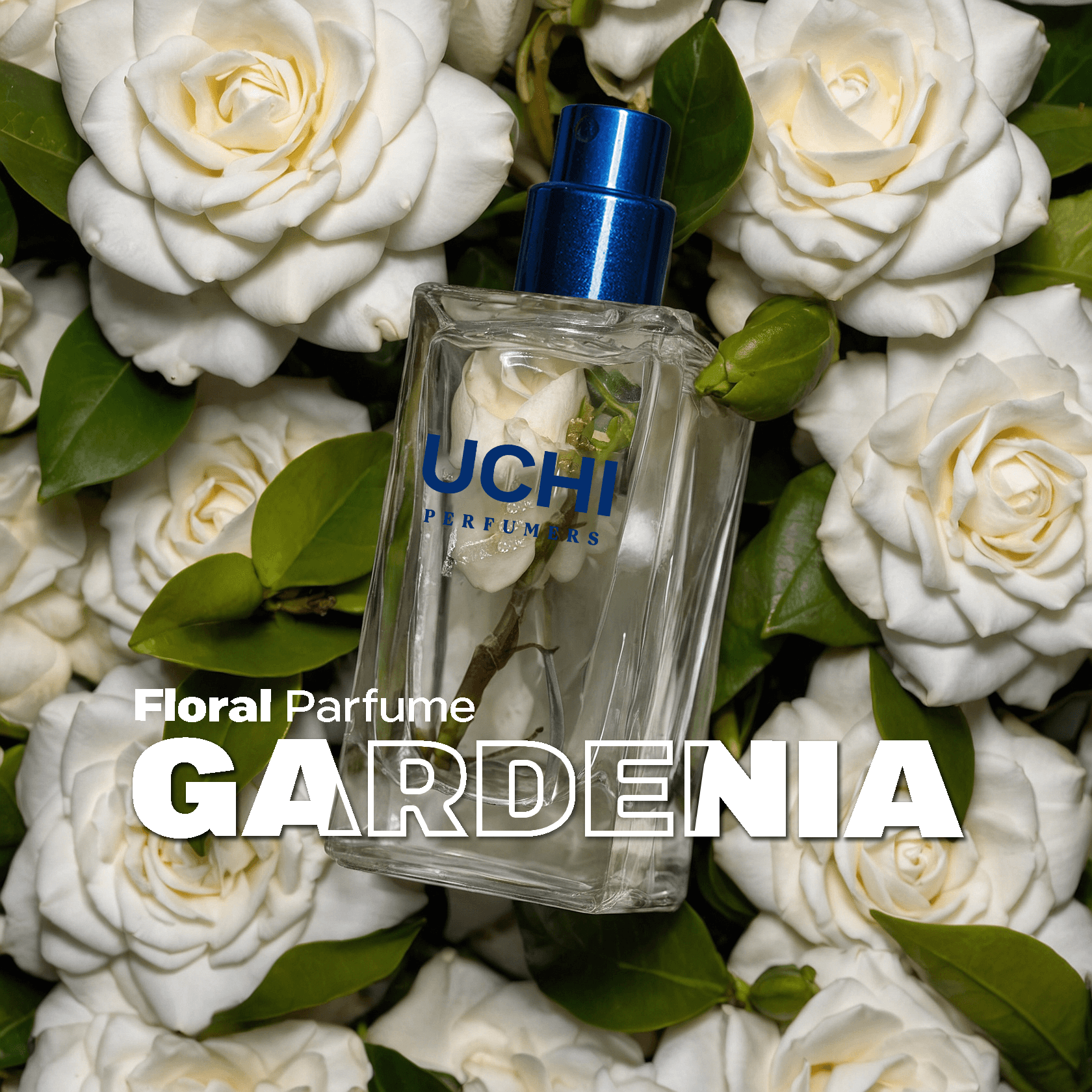 gardenia