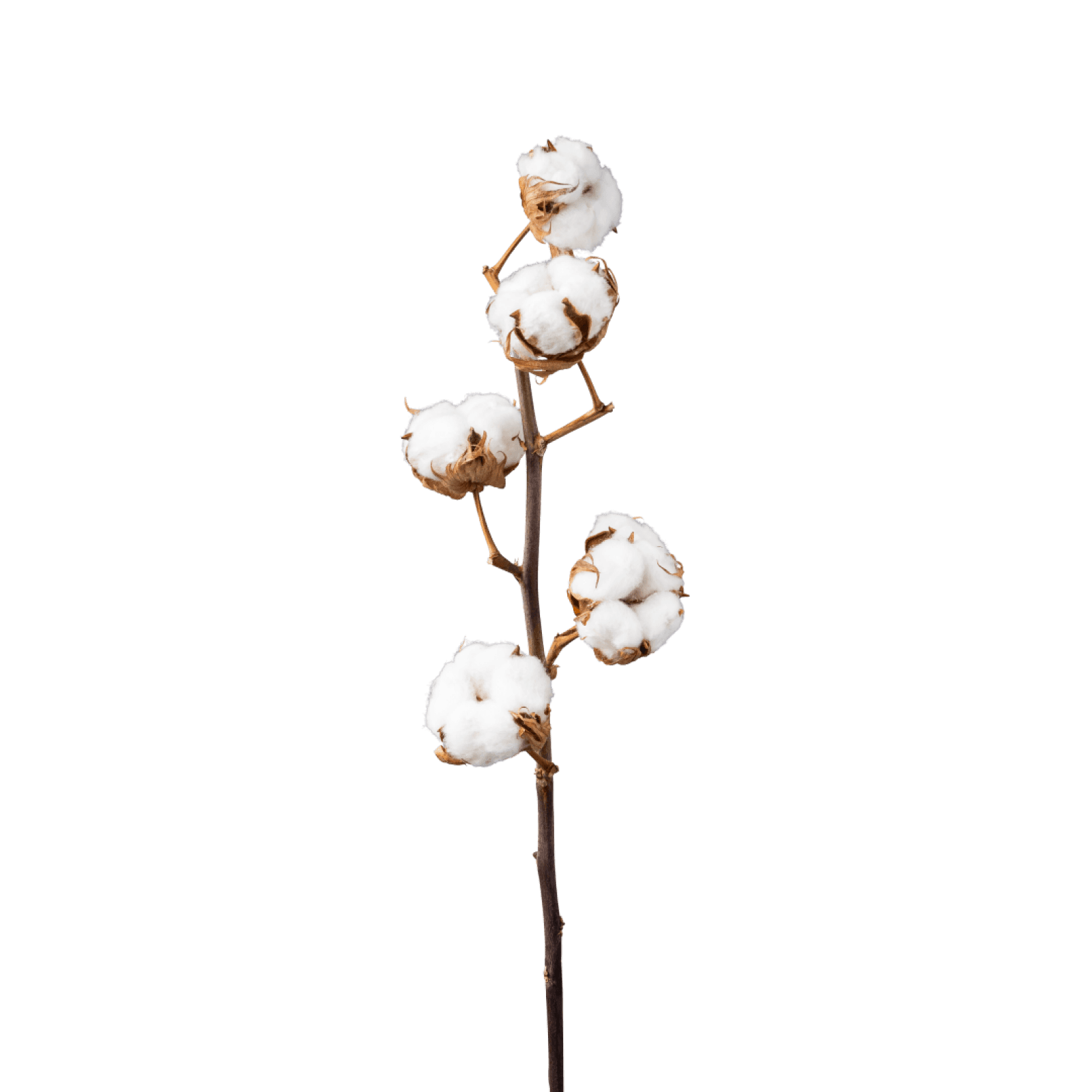 Cotton Flower