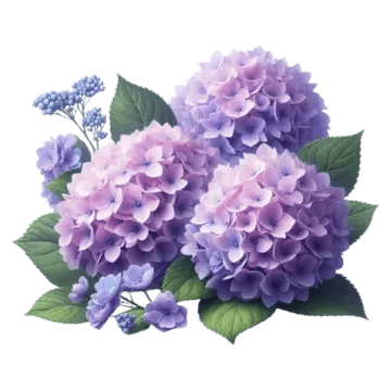 Hortensia