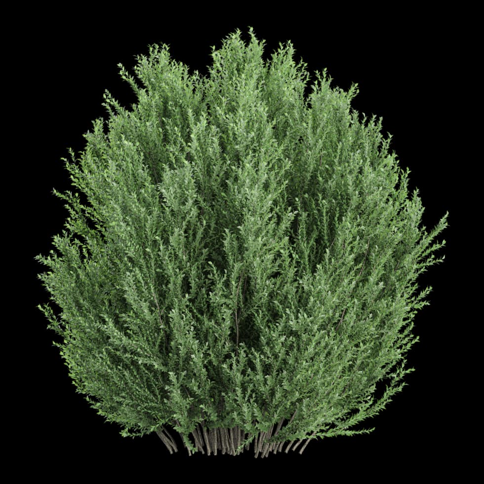 Juniper