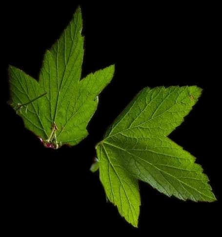 Red Currant Leaf