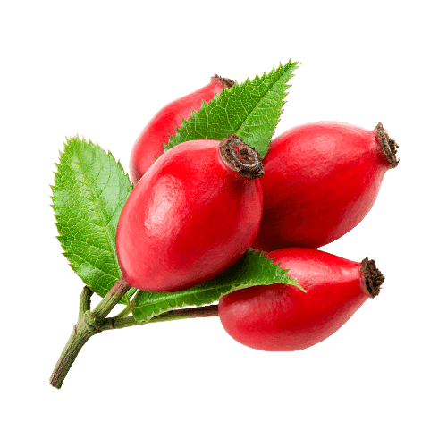 Rose Hip