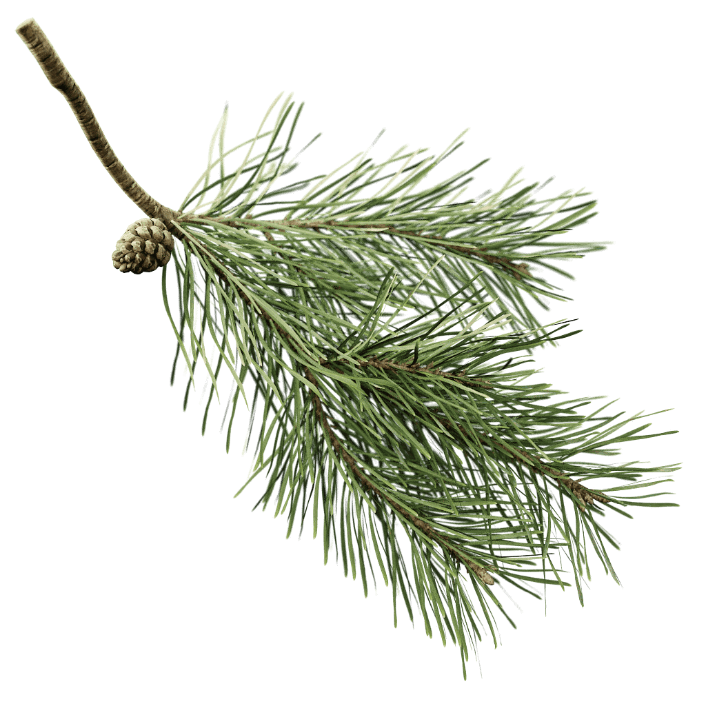 Pine