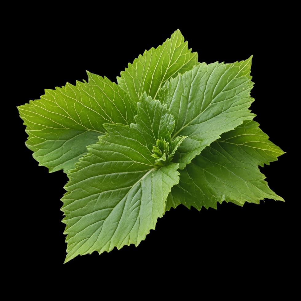 Shiso