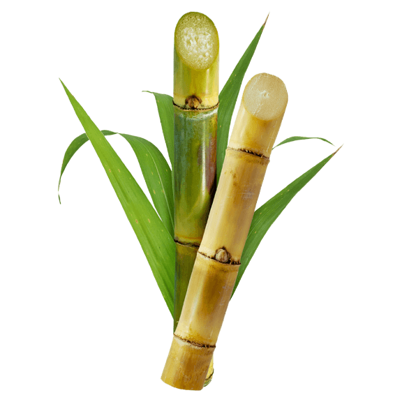 Sugar Cane