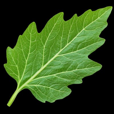 Tomato Leaf