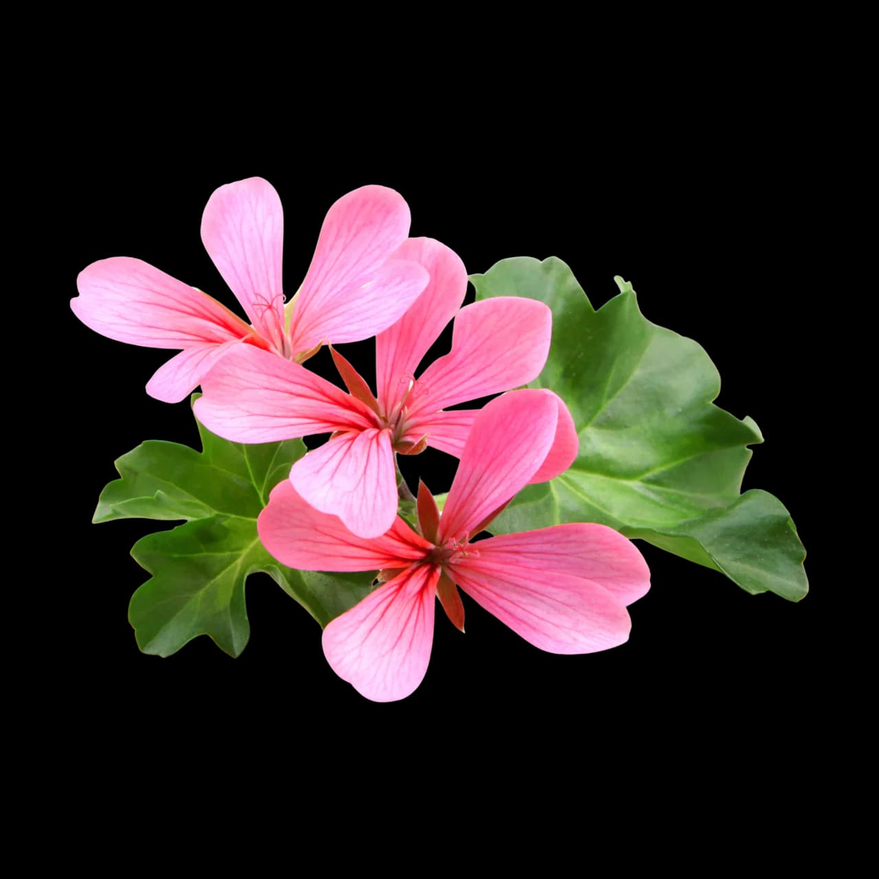 Africa Geranium