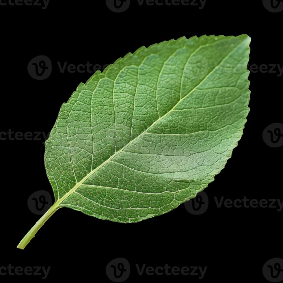 Apple Leaf