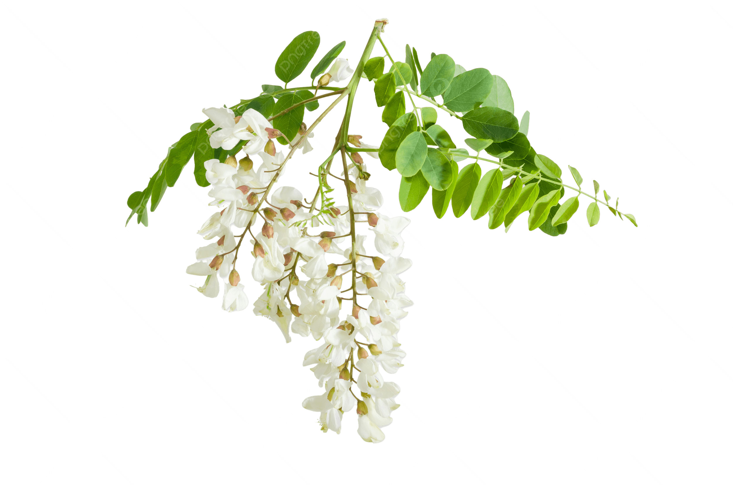 Black Locust
