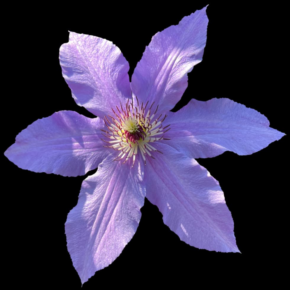 Clematis