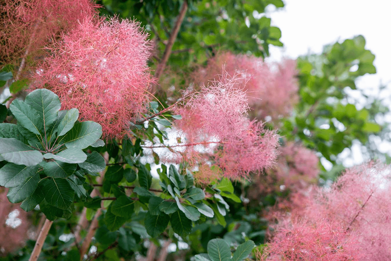 Smoketree