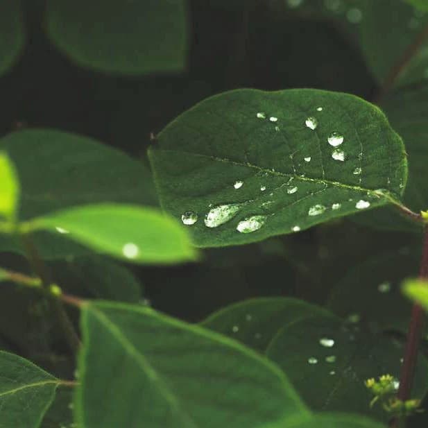 Herbal Notes