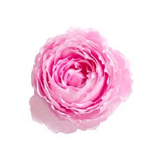 Grasse Rose