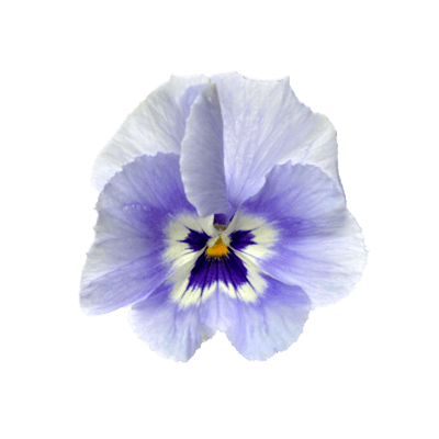 White Violet