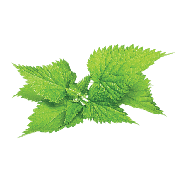Nettle