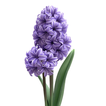 Hyacinth
