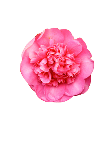 Camelia